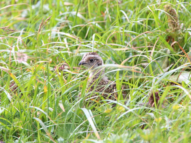 白馬岳のチビ雷鳥2