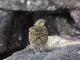 白馬大池のチビ雷鳥3