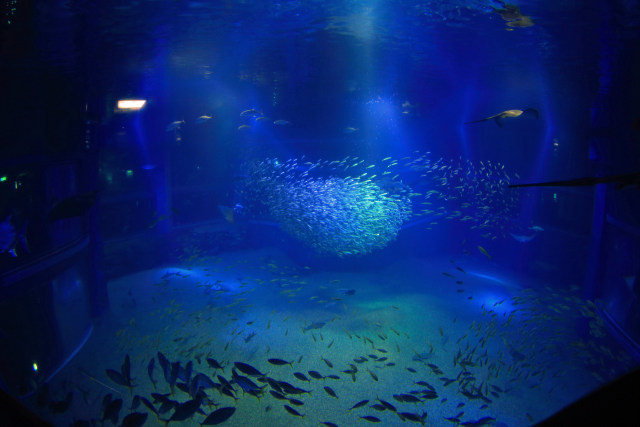 海遊館・大水槽