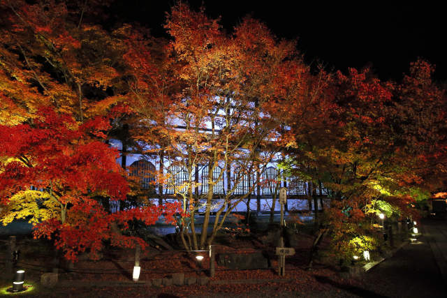 紅葉の京都・永観堂ライトアップ