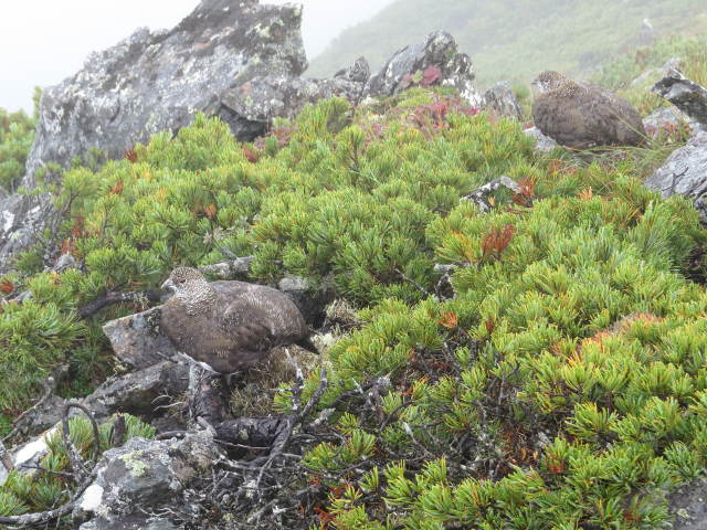 爺ヶ岳の雄雷鳥5