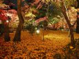 紅葉の京都・永観堂