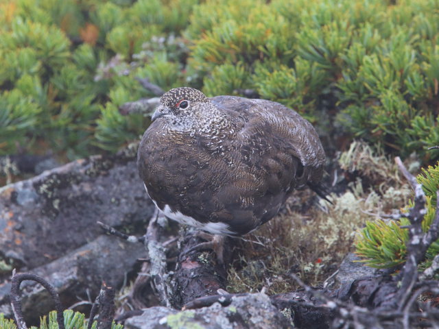 爺ヶ岳の雄雷鳥6