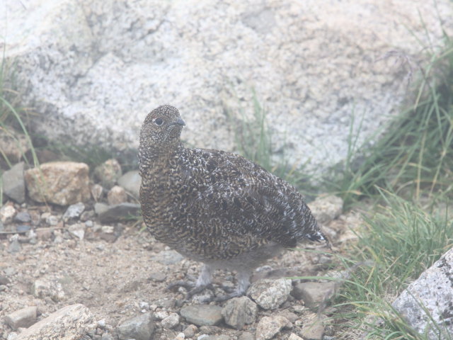 双六岳のチビ雷鳥2