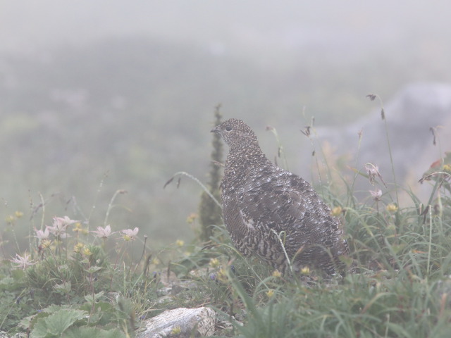 双六岳のママ雷鳥3