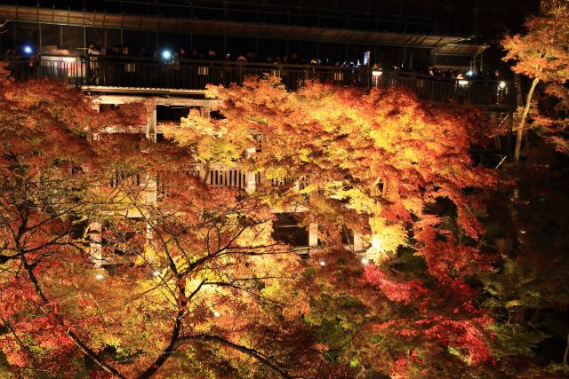 紅葉の京都・清水寺ライトアップ