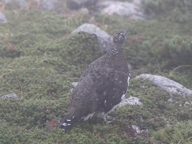 双六岳の雄雷鳥