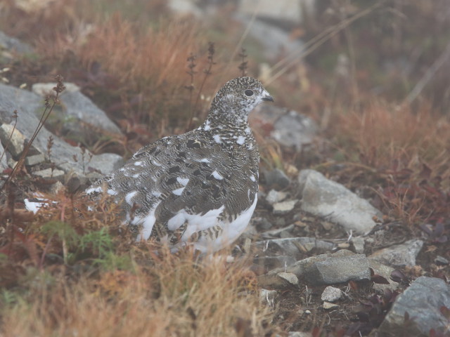 鹿島槍ヶ岳の雌雷鳥