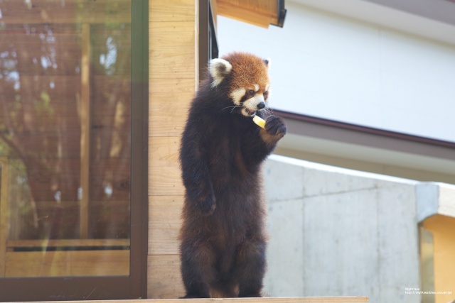 うまうま♪