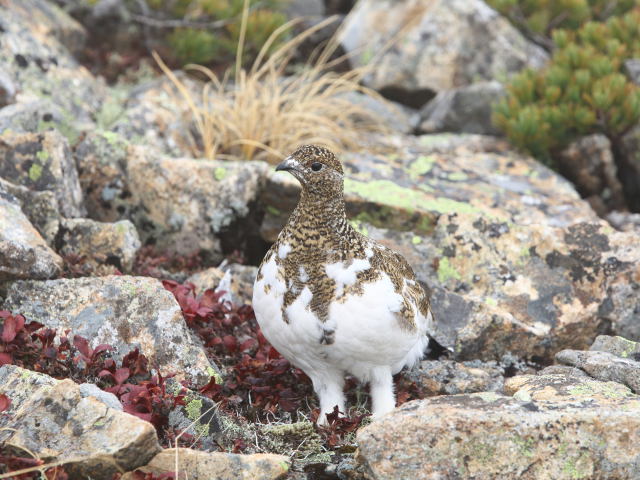 鹿島槍ヶ岳のチビ雷鳥