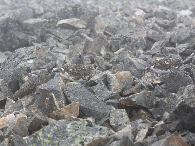 鹿島槍ヶ岳の親子