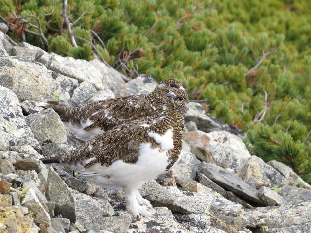 鹿島槍ヶ岳のチビ雷鳥3