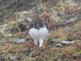 爺ヶ岳の雄雷鳥8