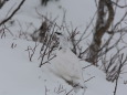 燕岳の白雷鳥2