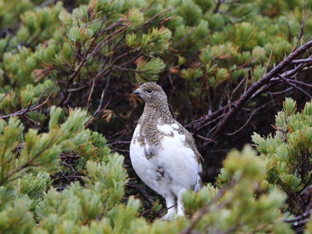 爺ヶ岳のチビ雷鳥2