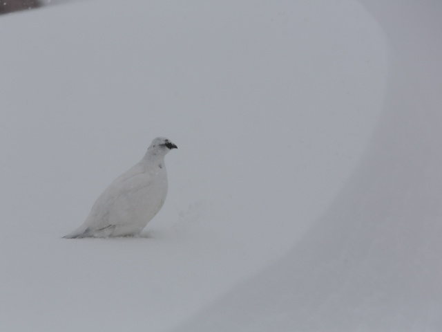 燕山荘の白雷鳥2