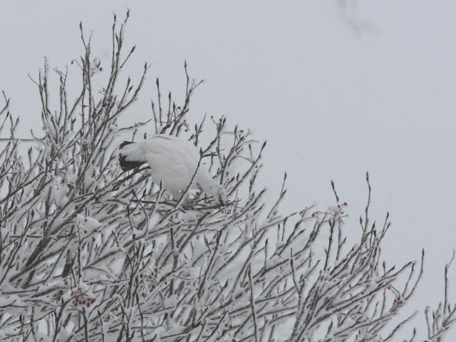 燕山荘の白雷鳥3