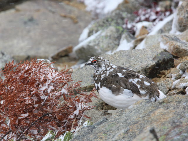 横通岳の雄雷鳥7