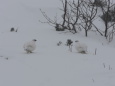 燕岳の白雷鳥3