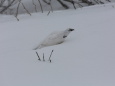 燕山荘の白雷鳥4