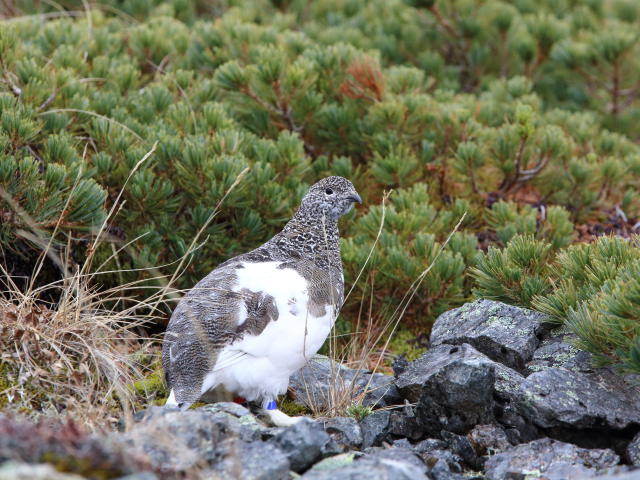 仙丈ヶ岳のママ雷鳥3