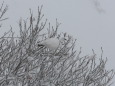 燕山荘の白雷鳥7