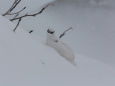 燕山荘の白雷鳥9