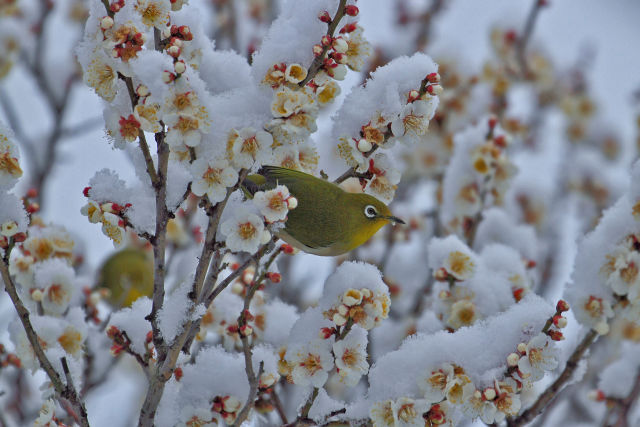 雪の梅林