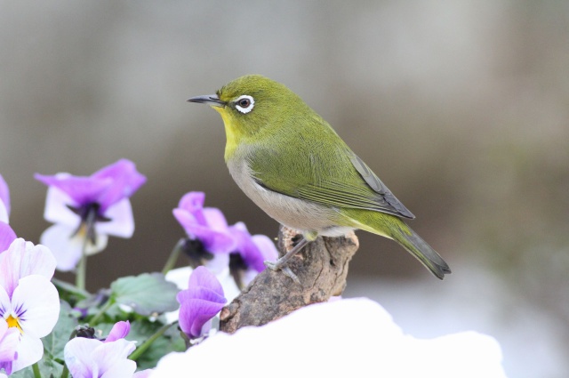 雪花メジロ