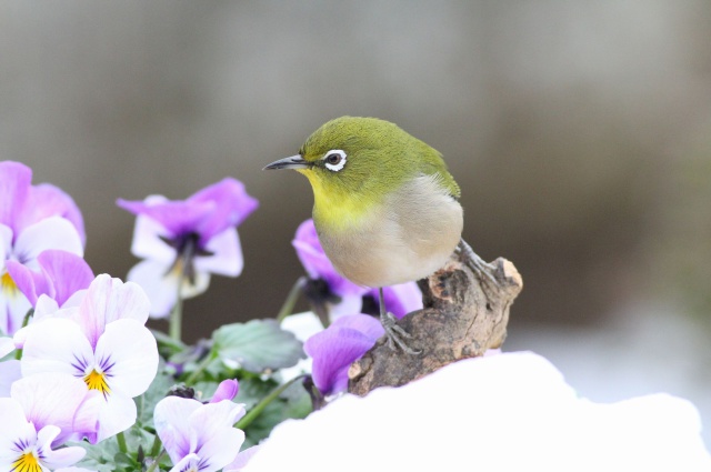 花メジロ