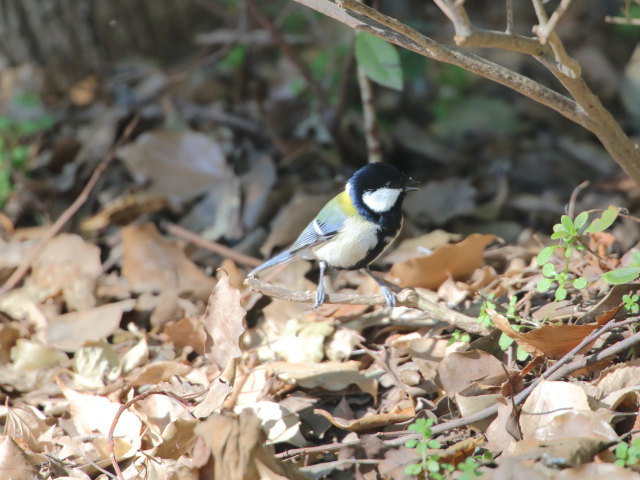 シジュウカラ4