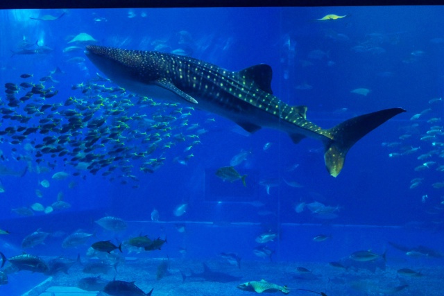 美ら海水族館