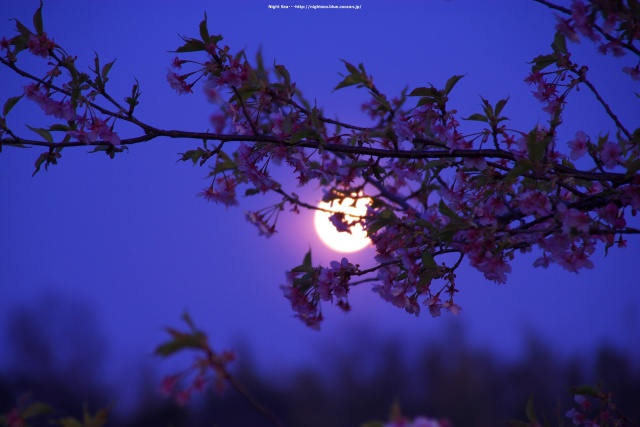 満月と河津桜