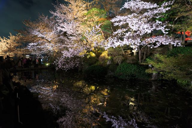 春の清水寺・ライトアップその3