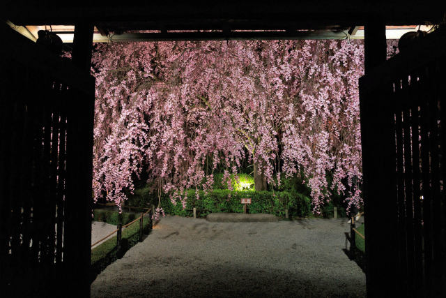 春の京都・退蔵院ライトアップ