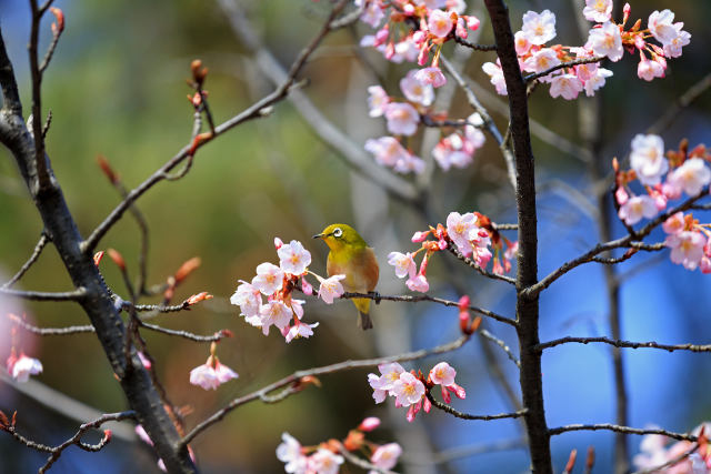 蜂須賀桜とメジロ