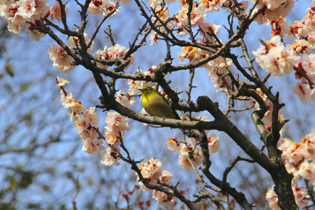 荒山公園のウメジロー