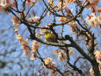 荒山公園のウメジロー