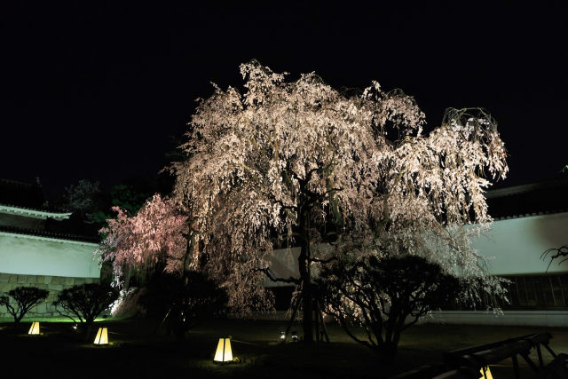 春の京都・二条城ライトアップ1