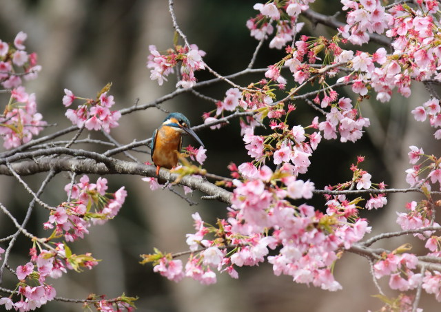 サクラカワセミ