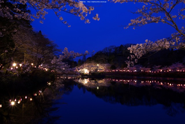 夜桜