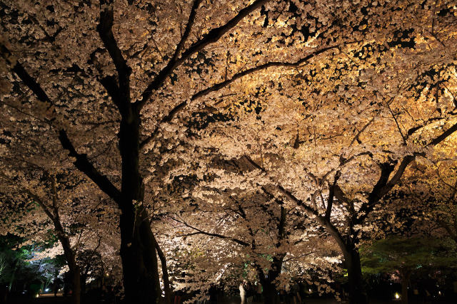 桜の京都・昨日の東寺