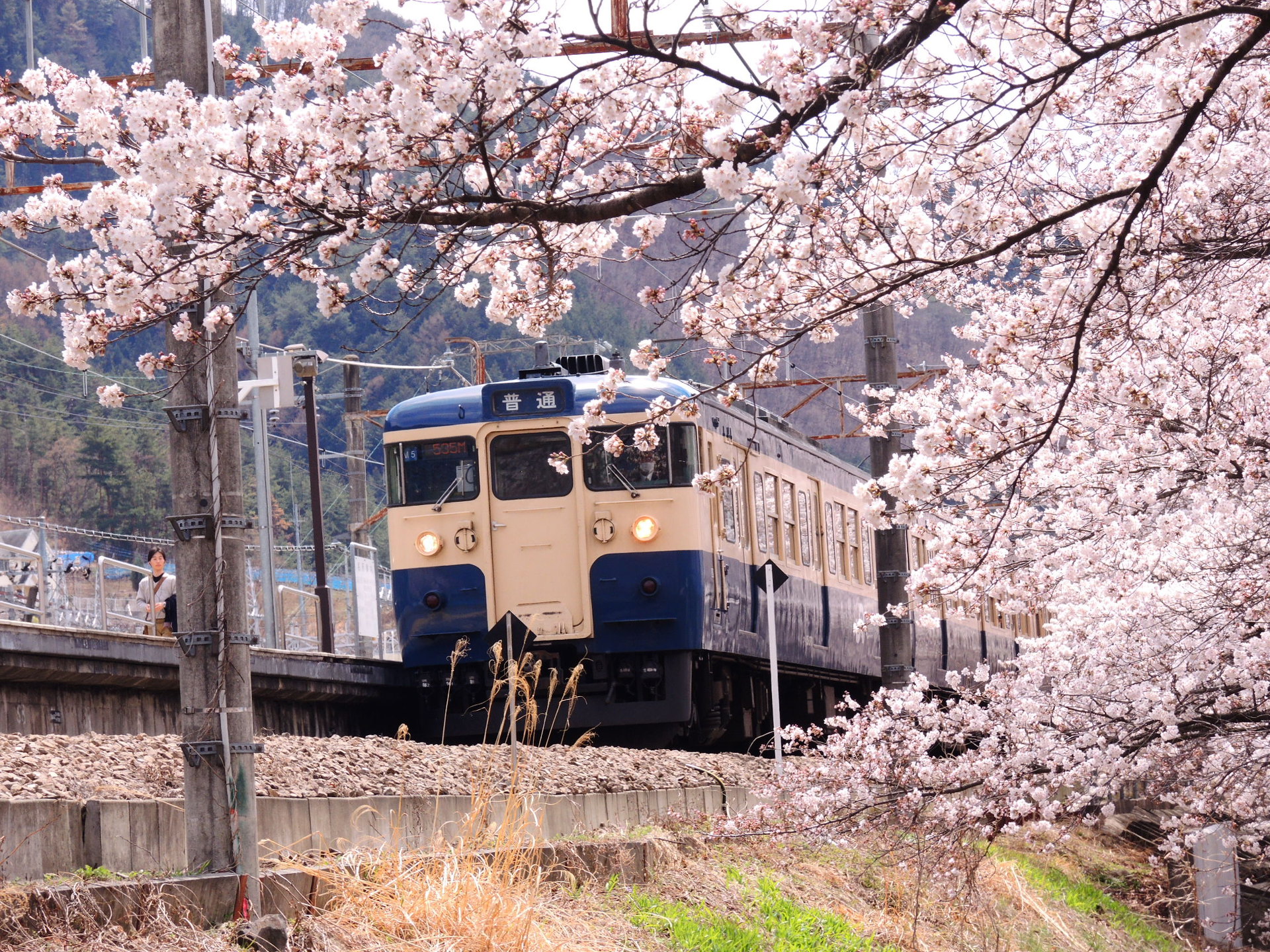 鉄道 電車 中央本線と桜 壁紙19x1440 壁紙館