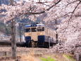 中央本線と桜