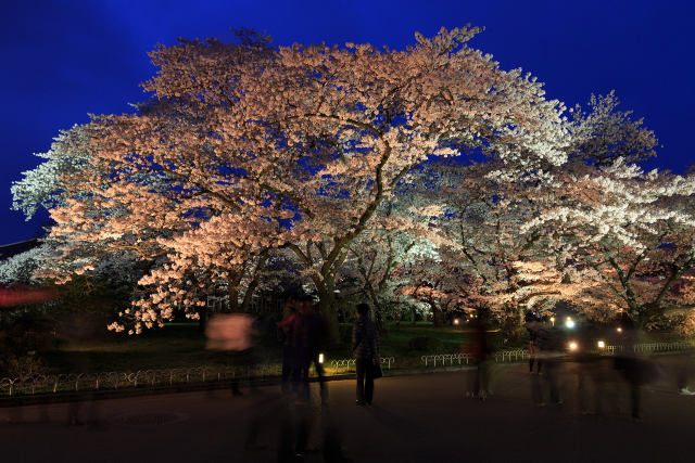 春の京都府立植物園ライトアップ