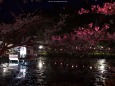 夜桜8