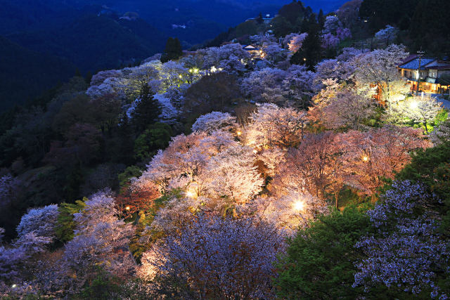 吉野山ライトアップ