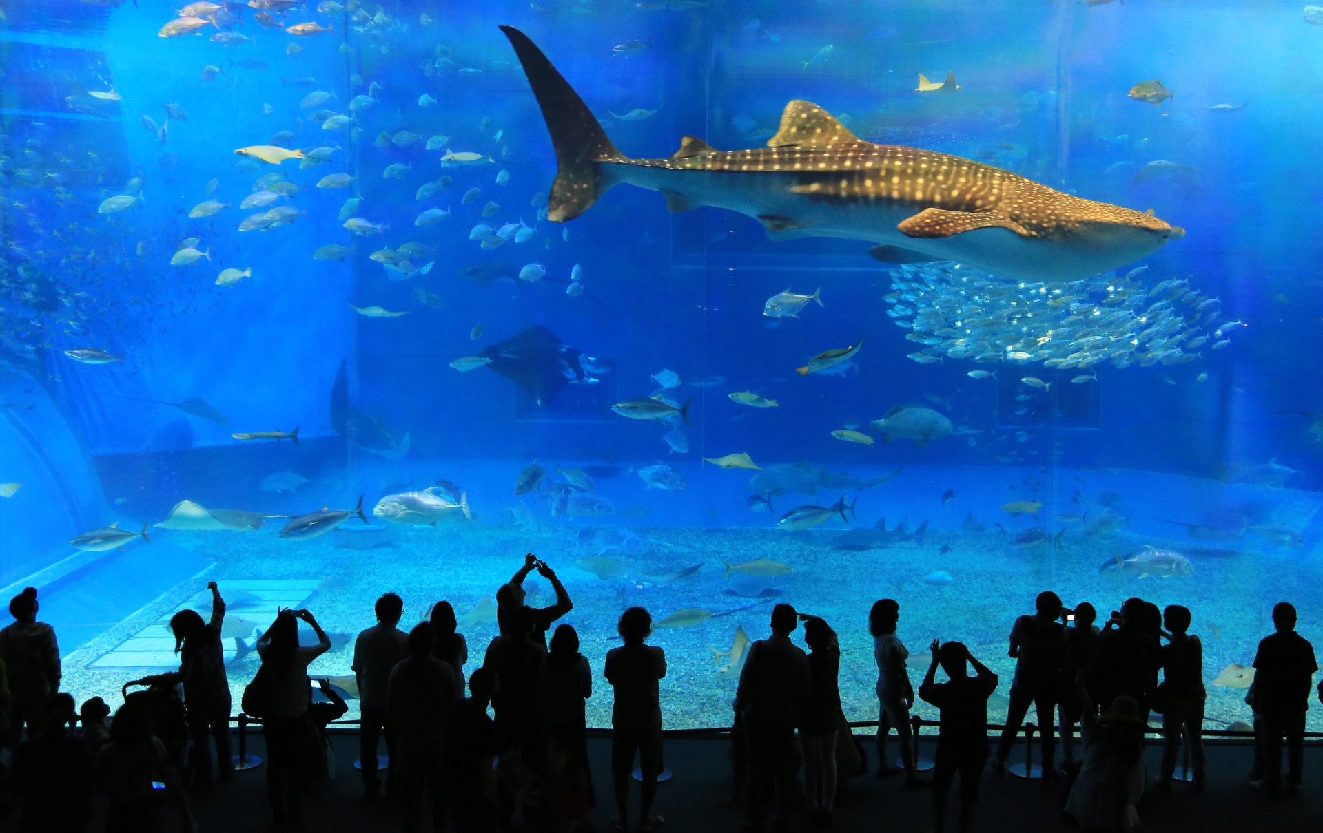 魚 水生生物 ジンベイザメ 壁紙19x1210 壁紙館