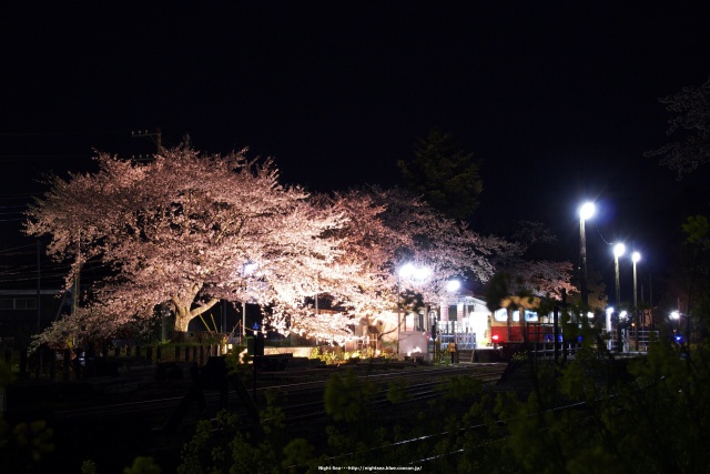 夜駅と桜