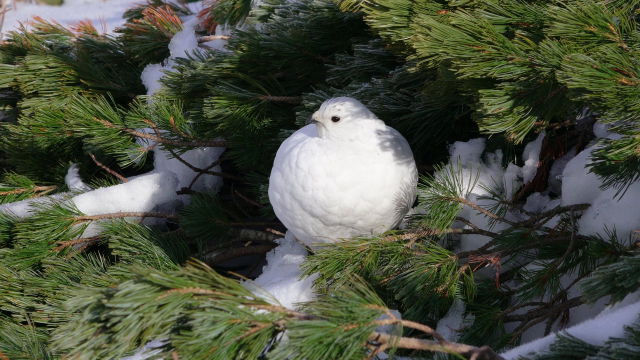 立山の白頭巾ちゃん